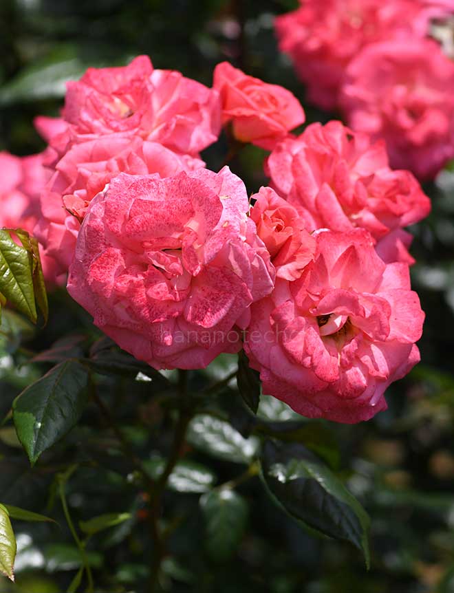 バラ ショーグン｜花の手帖の薔薇図鑑