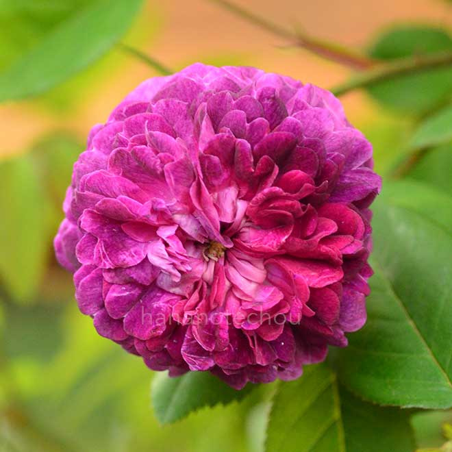 バラ 紫玉｜花の手帖の薔薇図鑑