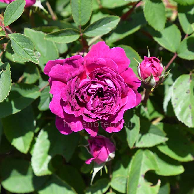 バラ 紫玉｜花の手帖の薔薇図鑑