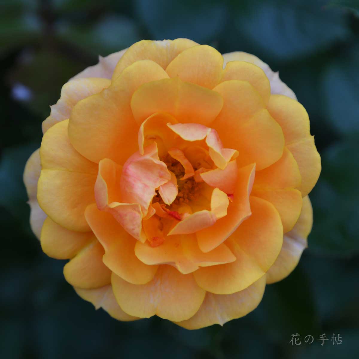 バラ サイレンスイズゴールデン｜花の手帖の薔薇図鑑