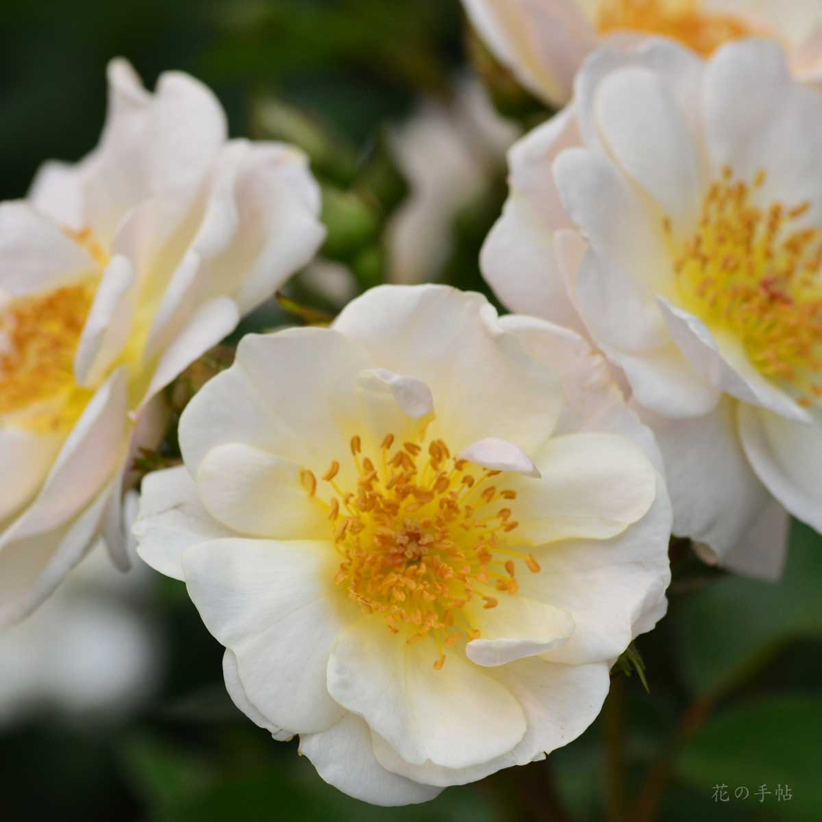 バラ サイレントクラウド｜花の手帖の薔薇図鑑