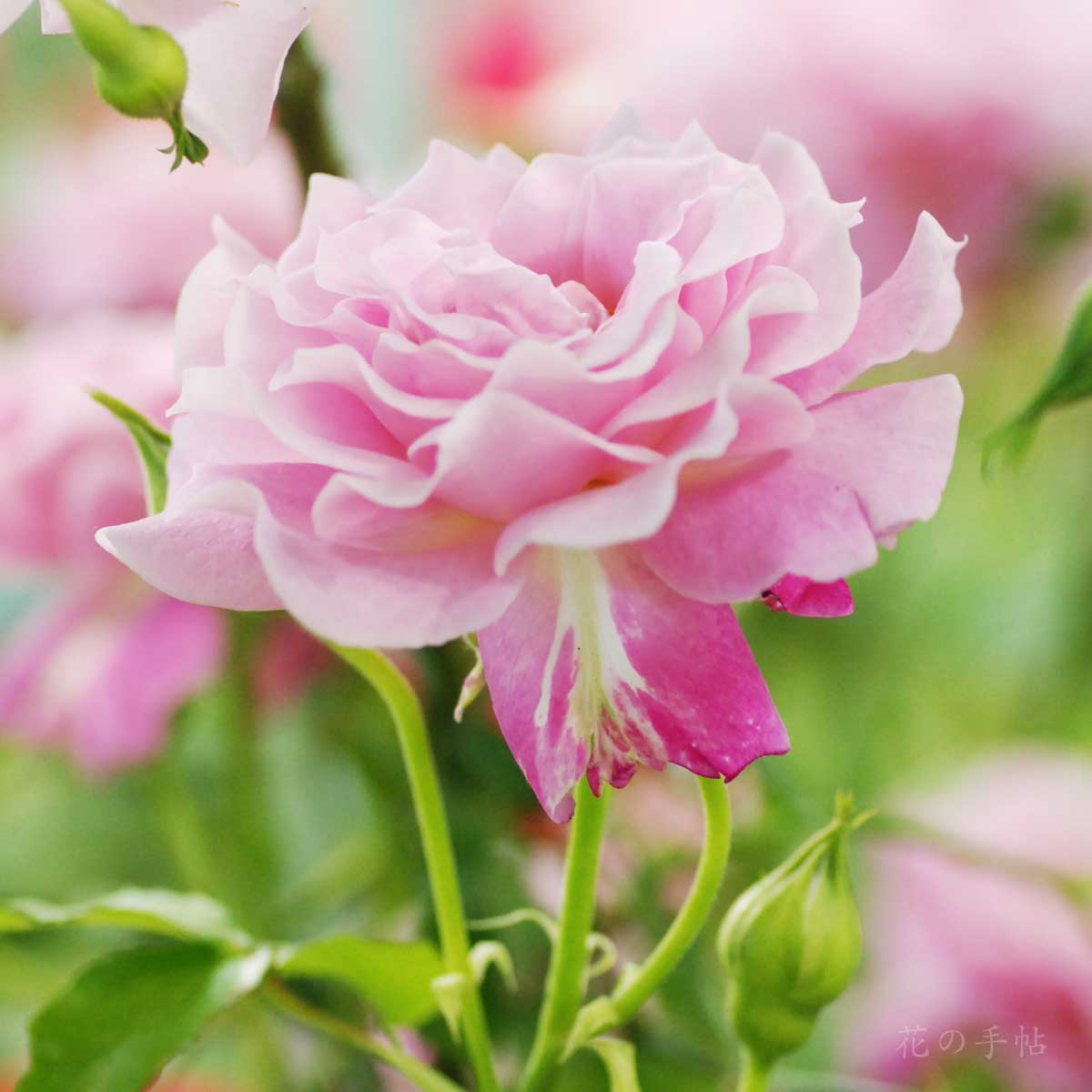 バラ サイレントラブ｜花の手帖の薔薇図鑑