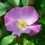 バラ シングルピンクチャイナ｜花の手帖の薔薇図鑑