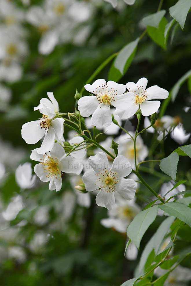 バラ サー セドリック モリス｜花の手帖の薔薇図鑑