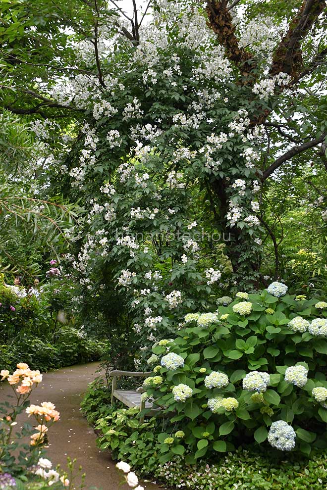 バラ サー セドリック モリス｜花の手帖の薔薇図鑑