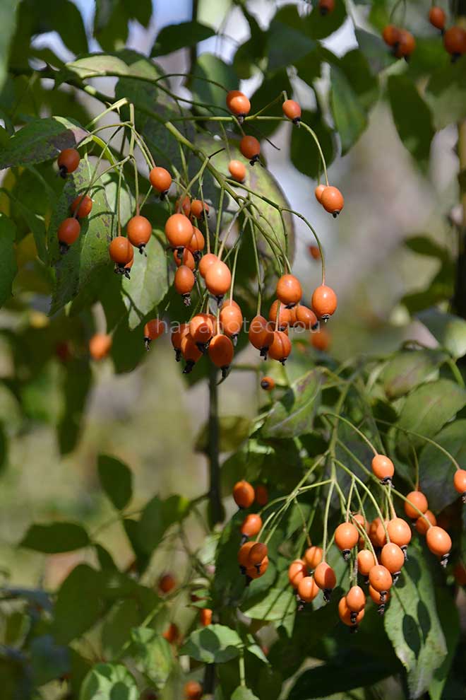 バラ サー セドリック モリス｜花の手帖の薔薇図鑑