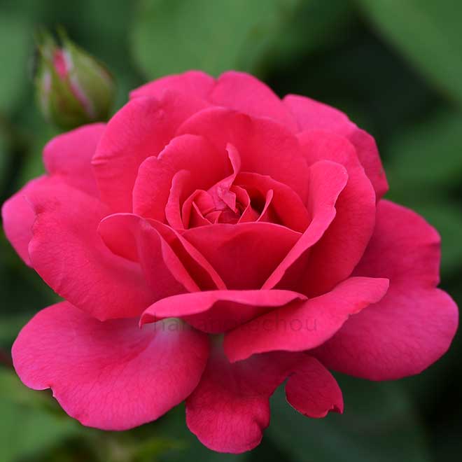 バラ サージョンベッジャマン｜花の手帖の薔薇図鑑