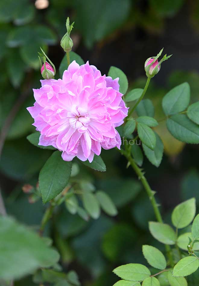 バラ サー ウォルター スコット｜花の手帖の薔薇図鑑