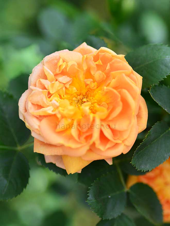 バラ ソレイユドール|花の手帖の薔薇図鑑