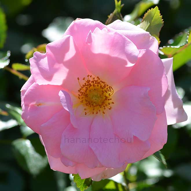 バラ サマーモルゲン｜花の手帖の薔薇図鑑