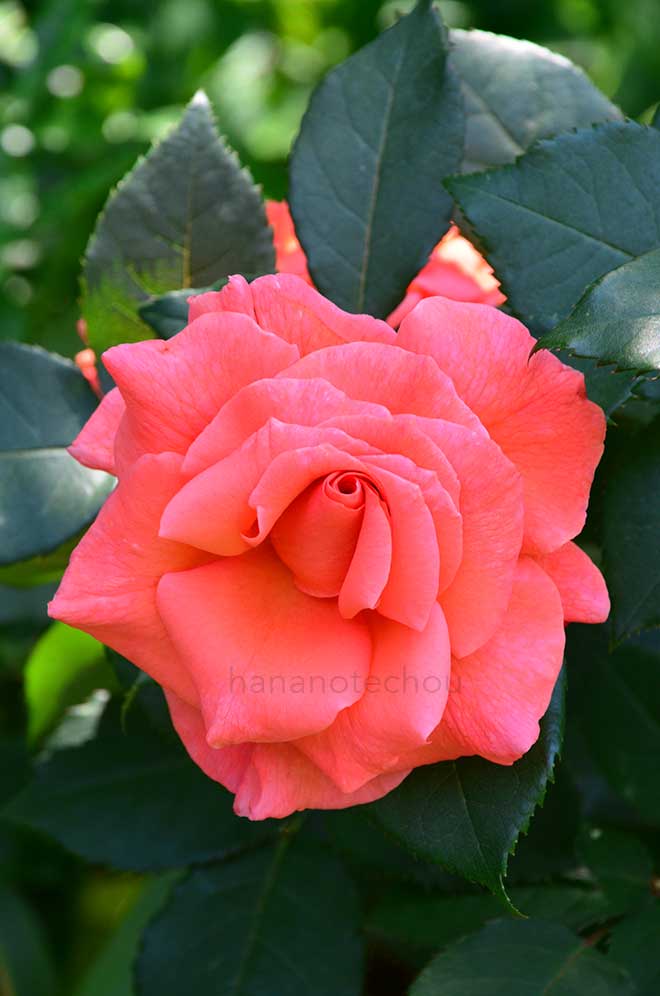 バラ ソング アンド ダンス
|花の手帖の薔薇図鑑