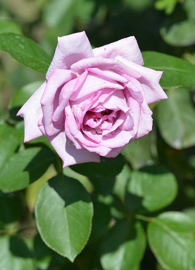 バラ ソング オブ パリ|花の手帖の薔薇図鑑