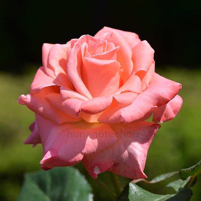 バラ ソニア|花の手帖の薔薇図鑑