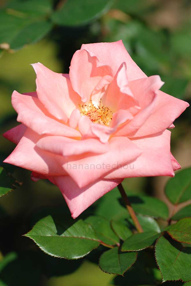 バラ ソニア|花の手帖の薔薇図鑑