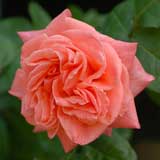 バラ つる ソニア|花の手帖の薔薇図鑑