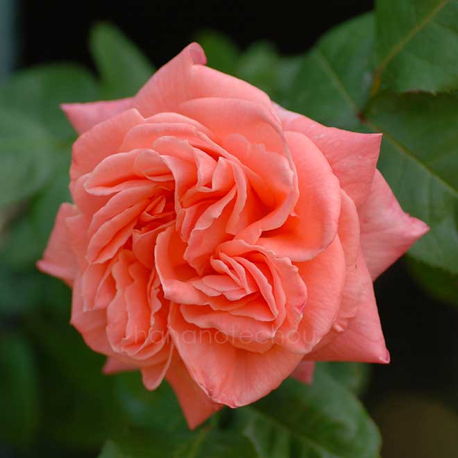 バラ つる ソニア｜花の手帖の薔薇図鑑