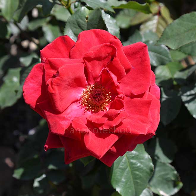 バラ ソーニャ ホルストマン｜花の手帖の薔薇図鑑