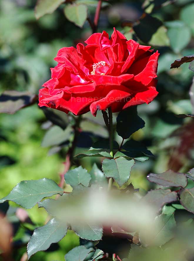 バラ ソーニャ ホルストマン｜花の手帖の薔薇図鑑