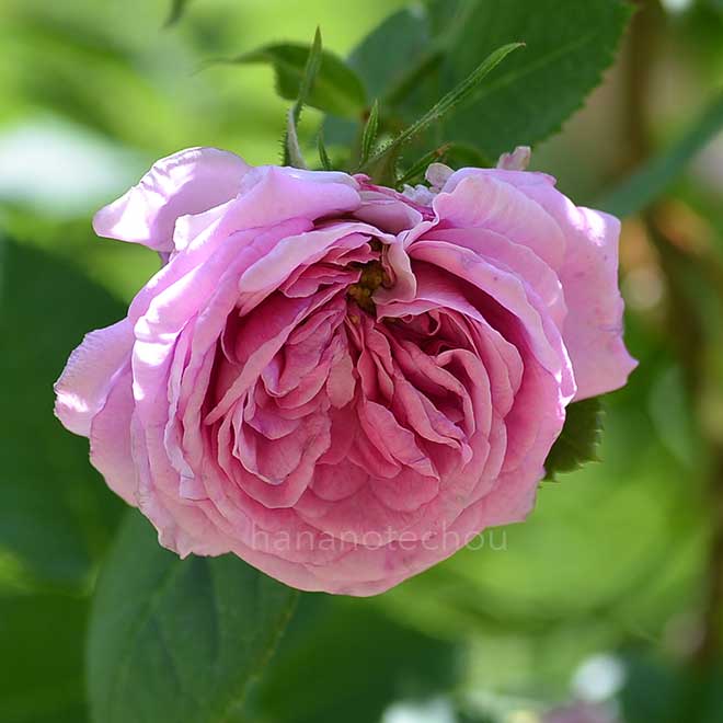 バラ ソフィー ド バビエール｜花の手帖の薔薇図鑑