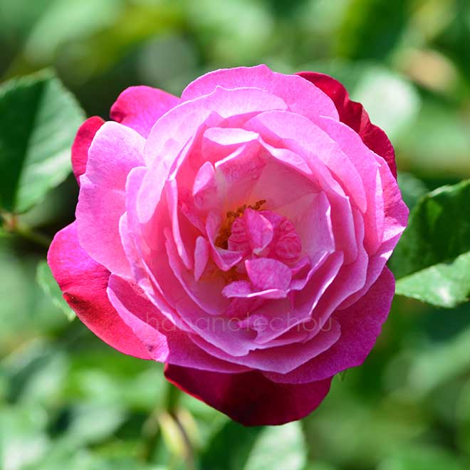 バラ ｜花の手帖の薔薇図鑑