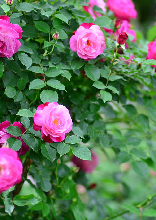 バラ ｜花の手帖の薔薇図鑑