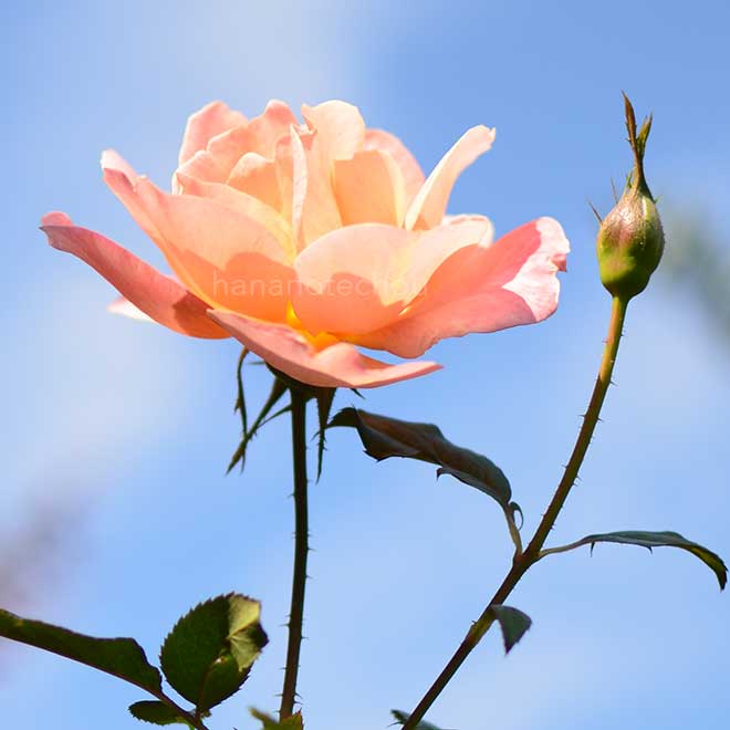 バラ サウサンプトン｜花の手帖の薔薇図鑑