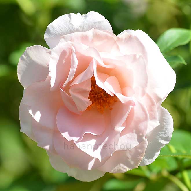 バラ サザンホープ｜花の手帖の薔薇図鑑