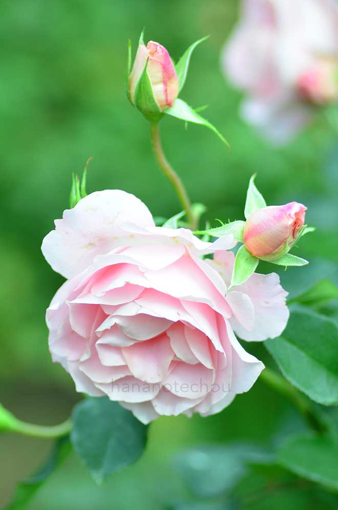 バラ サザンホープ｜花の手帖の薔薇図鑑