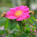 バラ スプレンデンス｜花の手帖の薔薇図鑑