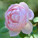 バラ セント セシリア｜花の手帖の薔薇図鑑