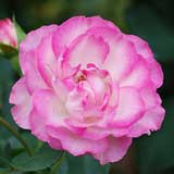 バラ ストロベリーアイス｜花の手帖の薔薇図鑑