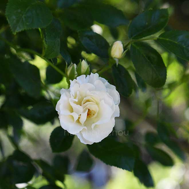 バラ つるサマースノー|花の手帖の薔薇図鑑