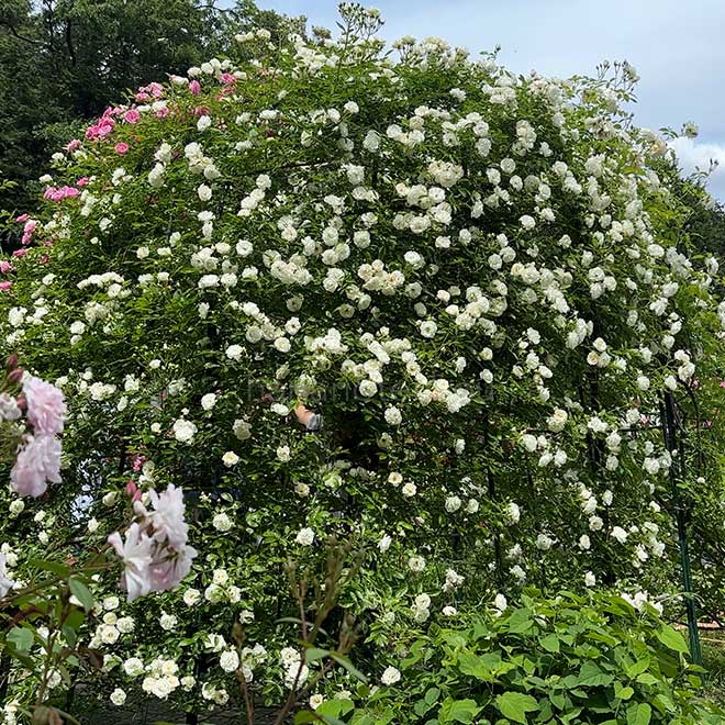 バラ つるサマースノー|花の手帖の薔薇図鑑