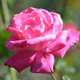 バラ スワースモア｜花の手帖の薔薇図鑑