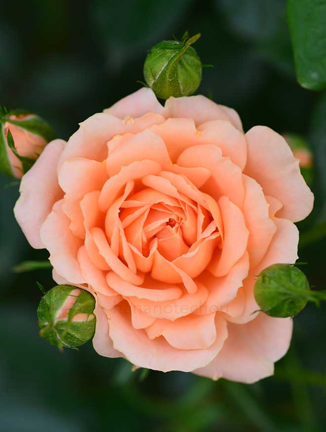 バラ スイート ドリーム|花の手帖の薔薇図鑑