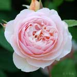 バラ スイートジュリエット｜花の手帖の薔薇図鑑
