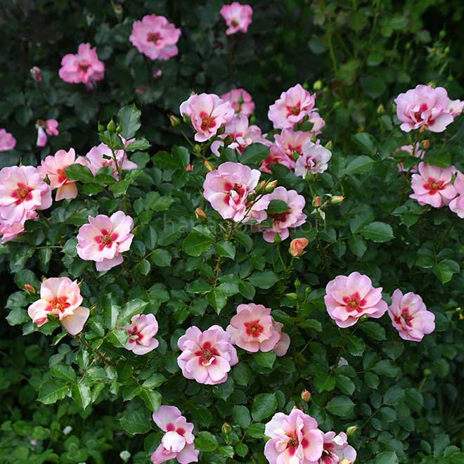 バラ スイート スポット ピーチ|花の手帖の薔薇図鑑