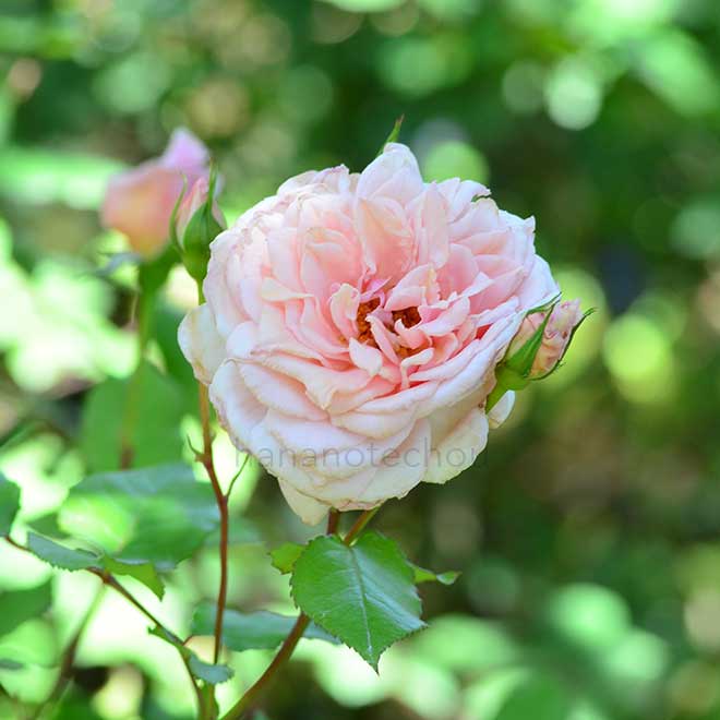 バラ ジ アレンキサンドラ｜花の手帖の薔薇図鑑