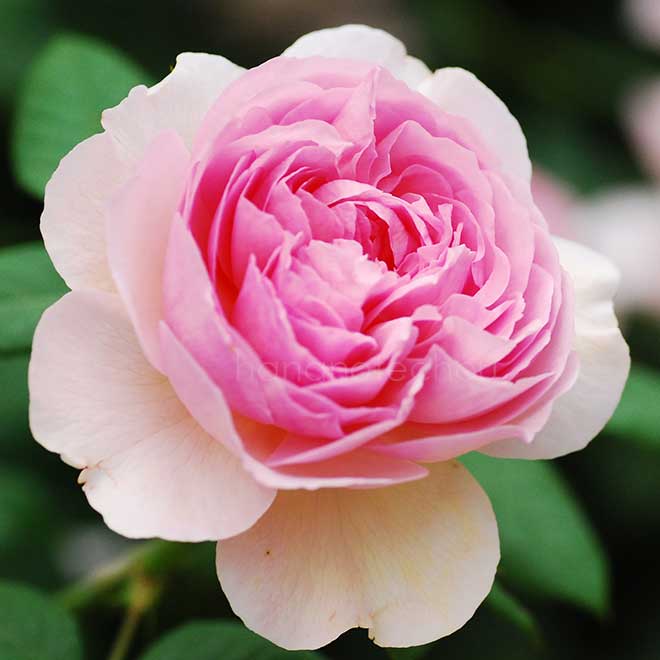 バラ ジ エンシェント マリナー｜花の手帖の薔薇図鑑