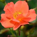 バラ ジエドワーディアンレディ｜花の手帖の薔薇図鑑