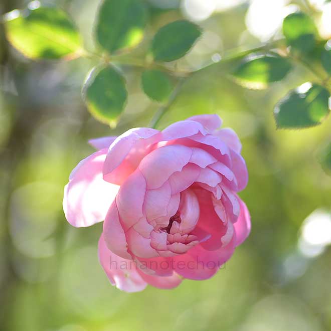 バラ ジ インジニアス ミスターフェアチャイルド｜花の手帖の薔薇図鑑