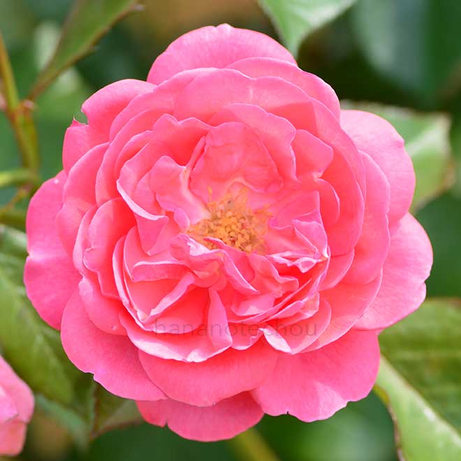 バラ ザ ピンク プロフェッサー｜花の手帖の薔薇図鑑