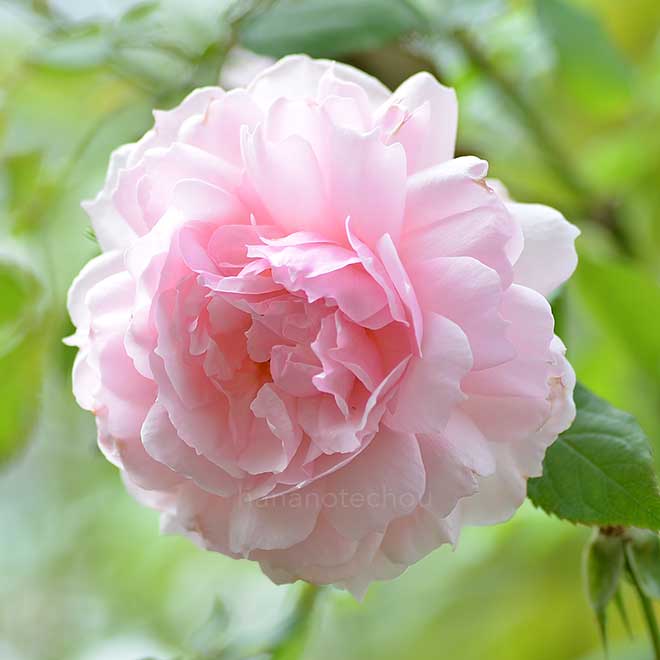 バラ ザウェッジウッドローズ｜花の手帖の薔薇図鑑
