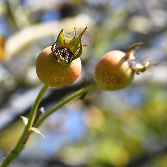バラ チャンピオン オブ ザ ワールド｜花の手帖の薔薇図鑑