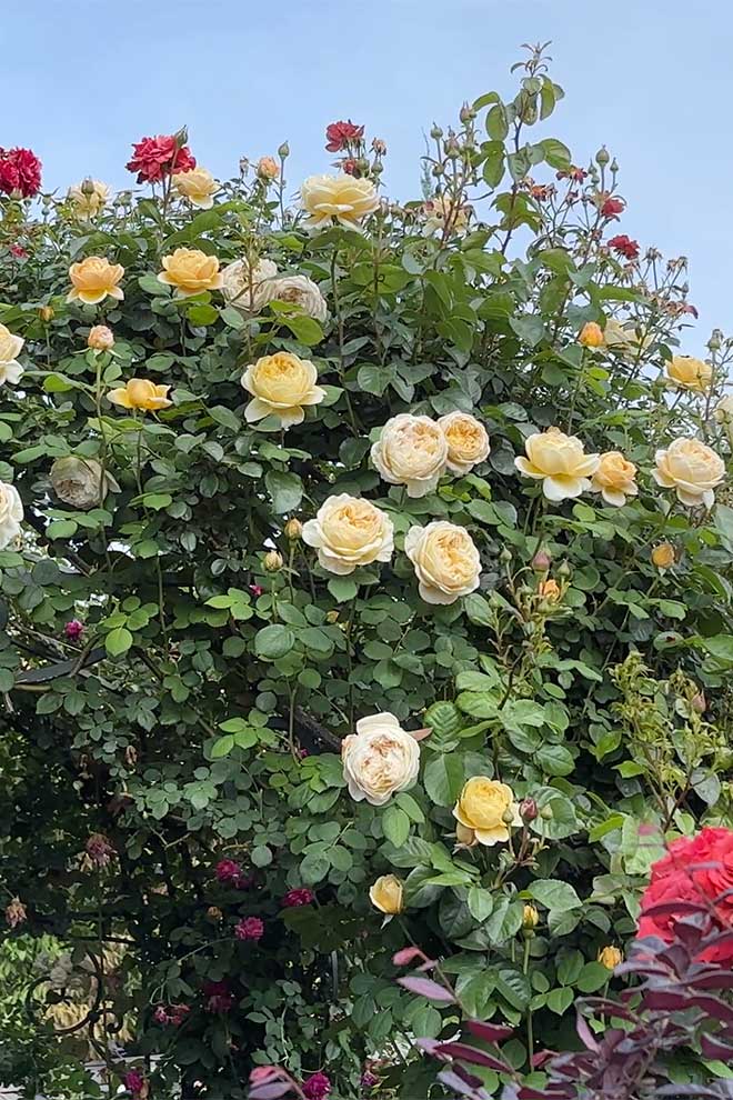 バラ チャールズ ダーウィン｜花の手帖の薔薇図鑑