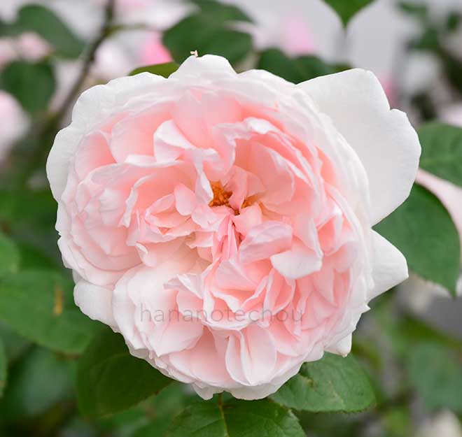 バラ チョーサー|花の手帖の薔薇図鑑