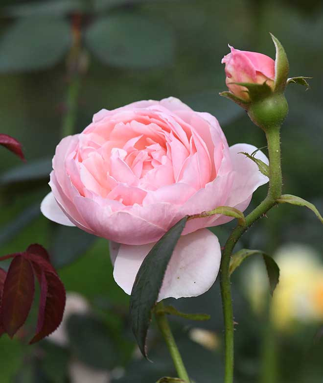 バラ チョーサー|花の手帖の薔薇図鑑