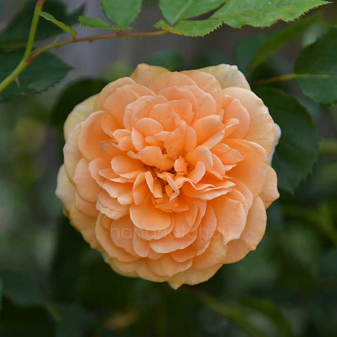 バラ ｜花の手帖の薔薇図鑑