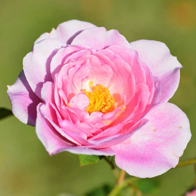 バラ デーム プルーデンス|花の手帖の薔薇図鑑