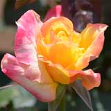 バラ デザート ピース|花の手帖の薔薇図鑑